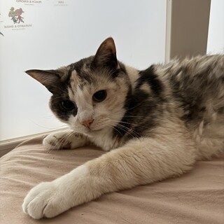 シーちゃん里親募集