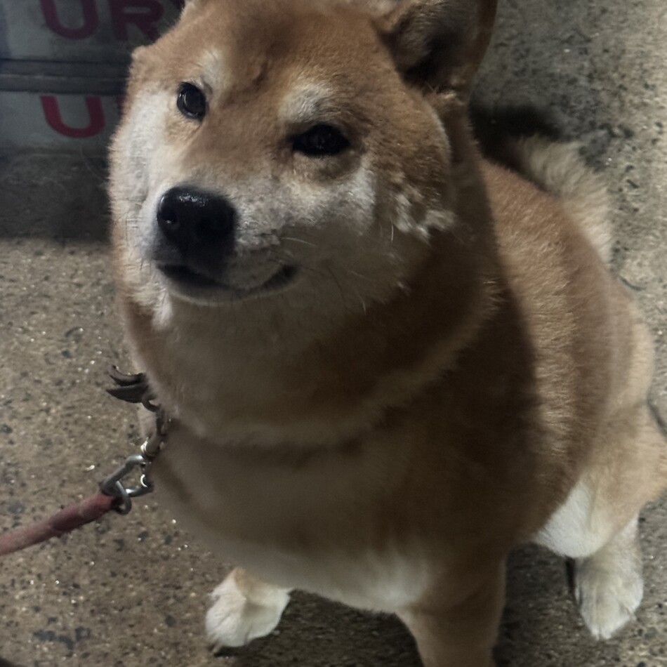 サスケのカバー写真