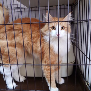 純粋ノルウェージャン2歳男の子