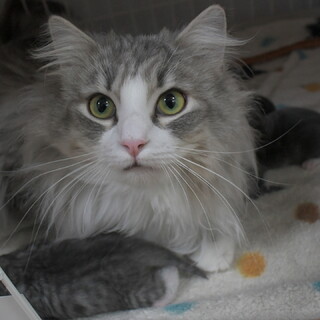 純粋ノルウェージャン3歳女の子