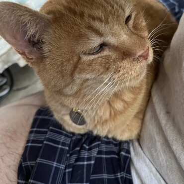 やっぱり飼い主の膝の上が一番!?