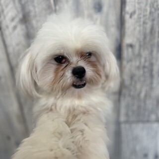 MIXマルチーズ×ペキニーズ