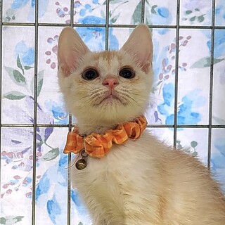 不参加【8/24東銀座】響くん★３ヵ月♪