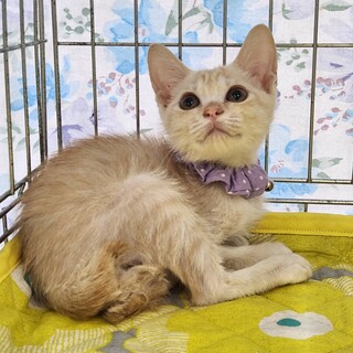 不参加【8/24東銀座】純くん★３ヵ月♪