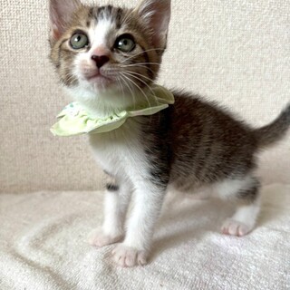 【8/24東銀座】マーブルちゃん★１ヵ月半♪