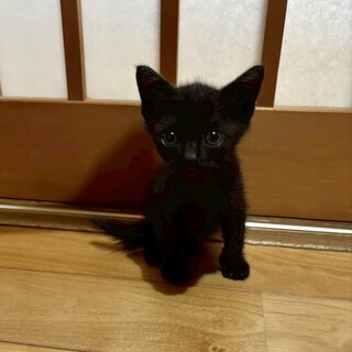 可愛い黒猫ちゃん