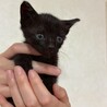 可愛い黒猫ちゃん サムネイル2