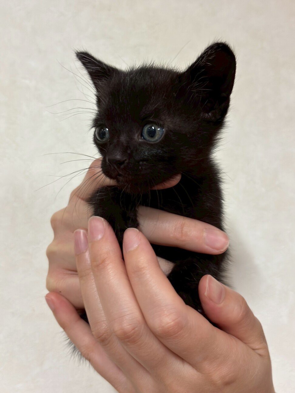 可愛い黒猫ちゃん」三重県 - 猫の里親募集(523739) 3枚目の画像