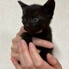 可愛い黒猫ちゃん サムネイル3