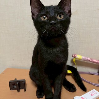 遊ぶの大好き♪おてんば黒猫　クロス♀