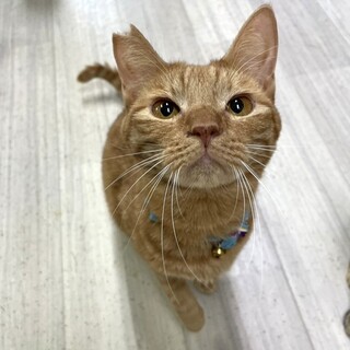 不参加【8/24東銀座】あけくん★１歳♪