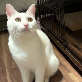 【8/24新橋】人の顔を見るとスリスリゴロゴロ♪