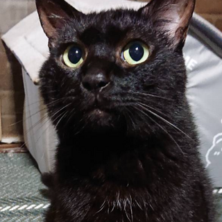 穏やかで甘えん坊少しビビりの黒猫⭐︎
