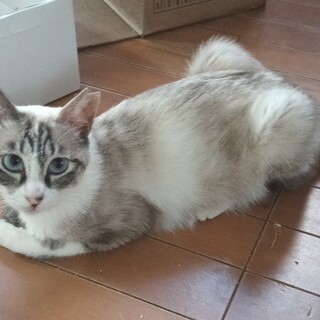 抱っこ好き。 綺麗な青目　ラグドールミックス♀2歳