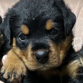 ロットワイラー