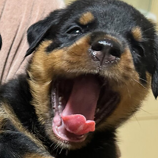 ロットワイラー