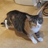 【8/24新橋】ゆっくり人馴れ中♪美猫のミケさん サムネイル3