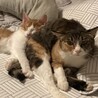 【8/24新橋】ゆっくり人馴れ中♪美猫のミケさん サムネイル2