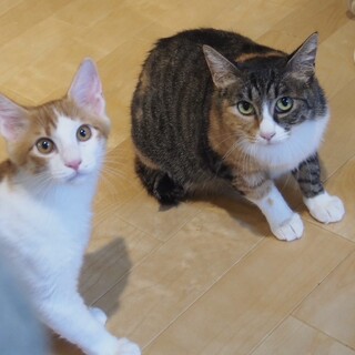 【8/24新橋】ゆっくり人馴れ中♪美猫のミケさん