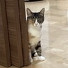 【8/24新橋】ゆっくり人馴れ中♪美猫のミケさん サムネイル6