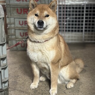 元気で人懐っこいサスケ君　柴犬