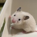 せなたそ様専用ページ