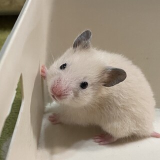 せなたそ様専用ページ