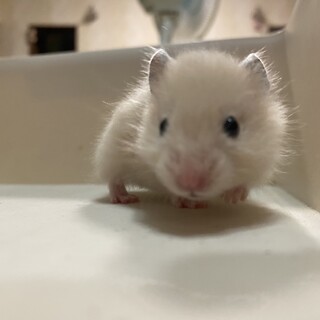 みみずく520様専用ページ