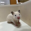 ゆぴんぴ様専用ページ