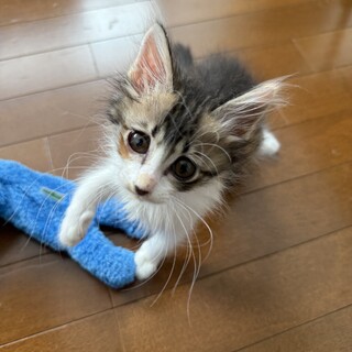 真夏に壁の中から救出された幸運の三毛猫♀(長毛)