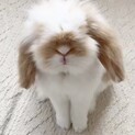 1歳のアメリカンファジーロップ