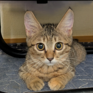 小柄なむぎわらさん　☆アキちゃん