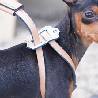 ミニピン　イズミ