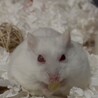 ドヤ顔可愛い
