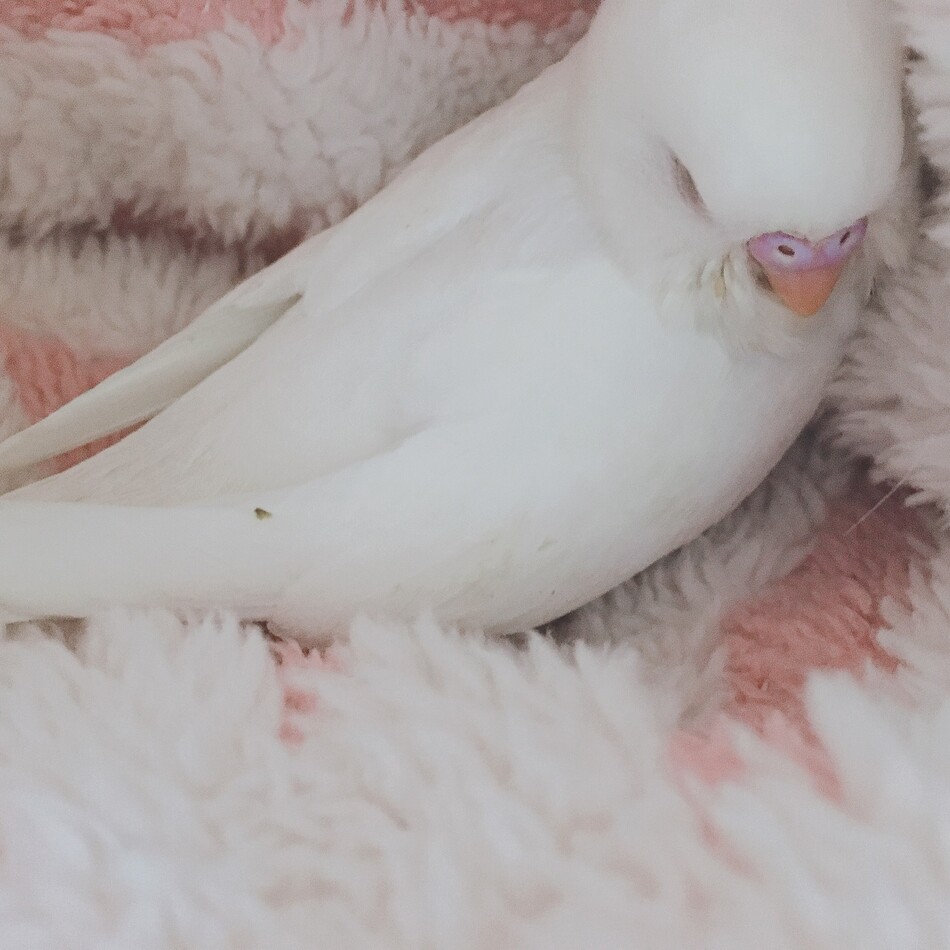 しじみのカバー写真