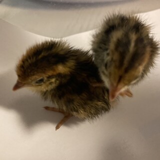 8/20生まれウズラ〜４羽【譲渡先交渉中です】