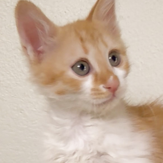 募集一時停止茶白のモコモコ毛⭐️ひとば