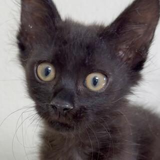 募集停止半長毛？おとなしくお利口さん⭐️よつば