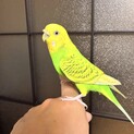 甘えん坊のレモン