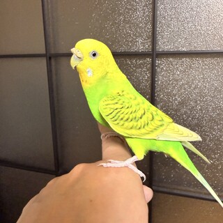 甘えん坊のレモン