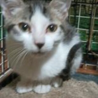 小柄でおとなしい サバトラ ♂ 4ヶ月 初心者向け