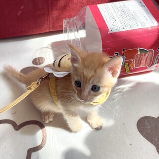 食欲旺盛な茶トラの男の子夏野菜組の『ピーマン』くん