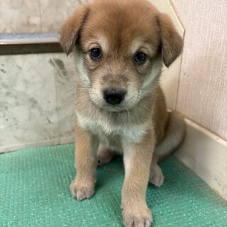 「生後２ヶ月　オス」人も犬も大好きな幼い子犬