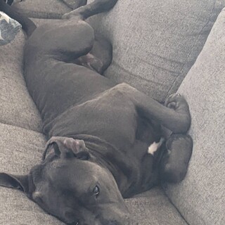 イタリアン・コルソ・ドッグ  5歳オス　エースくん