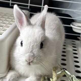 元気な女の子のうさぎさん」大阪府 - 小動物の里親募集(523774