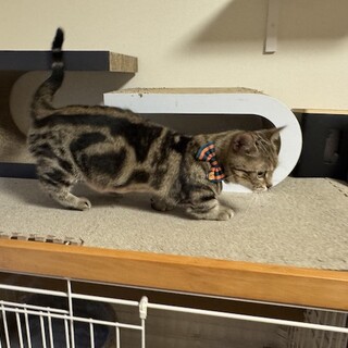 小さなマンチカンの女の子トラミ