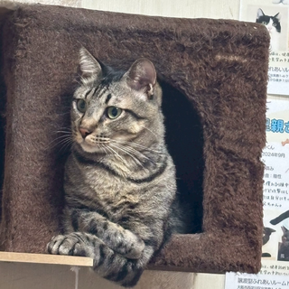 ツンデレボーイ✨レートくん✨