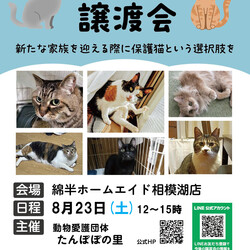 保護猫譲渡会