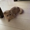春吉