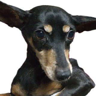 ミニピンの女の子